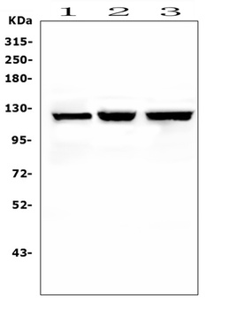 NALP2/NLRP2 Antibody