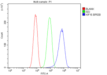 KIF15 Antibody