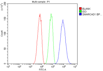 Anti-SMARCAD1 Antibody