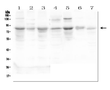 Semaphorin 3c/SEMA3C Antibody