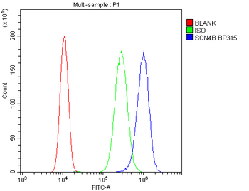Anti-SCN4B Antibody