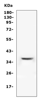 PPA2 Antibody
