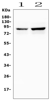 Semaphorin 3E/SEMA3E Antibody