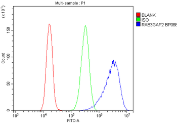 Anti-RAB3GAP2 Antibody