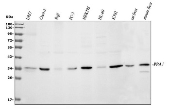 Pyrophosphatase 1/PPA1 Antibody