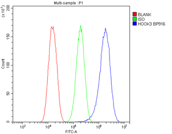 Anti-HOOK3 Antibody
