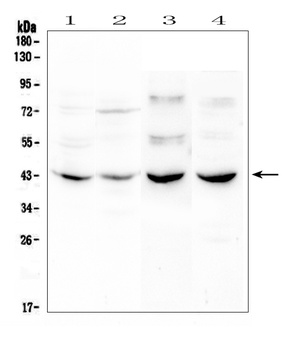 GPCR GPR7/NPBWR1 Antibody