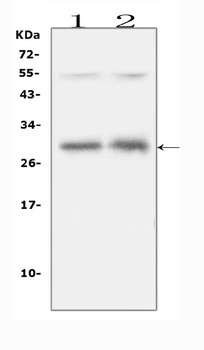 IL-31 Antibody