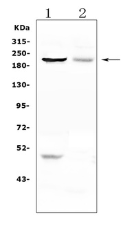 MPP1/KIF20B Antibody