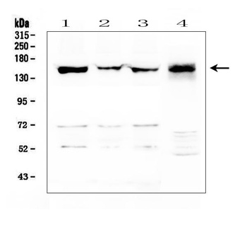 LMTK3 Antibody