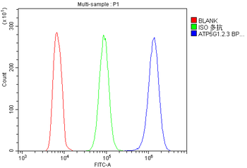 Anti-ATP5G1,2,3/ATP5MC1,2,3 Antibody