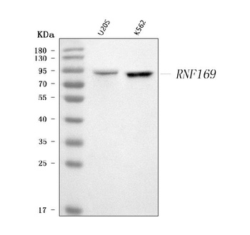 RNF169 Antibody
