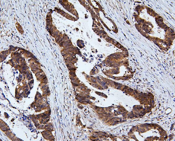Anti-RNF169 Antibody