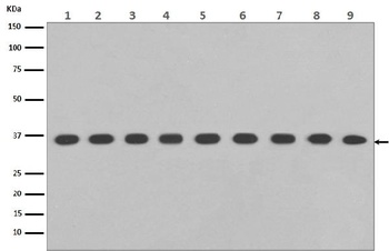 Anti-GAPDH Rabbit Monoclonal Antibody, HRP Conjugated