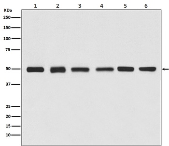 beta Tubulin Rabbit Monoclonal Antibody, HRP Conjugated