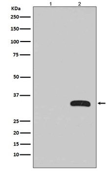 GFP Rabbit Monoclonal Antibody, HRP Conjugated