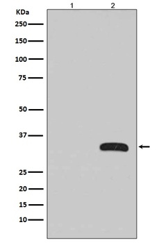 Anti-GFP Rabbit Monoclonal Antibody, HRP Conjugated