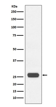 GST-Tag Rabbit Monoclonal Antibody, HRP Conjugated