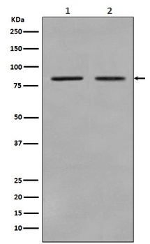 STAT3 Rabbit Monoclonal Antibody