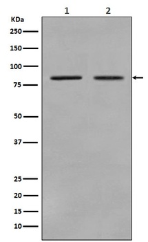 Anti-STAT3 Rabbit Monoclonal Antibody