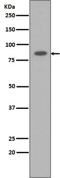 Anti-STAT3 Rabbit Monoclonal Antibody