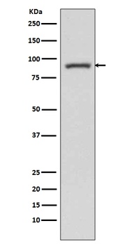 Anti-STAT3 Rabbit Monoclonal Antibody