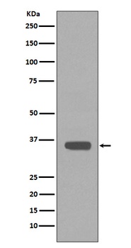 Anti-Apolipoprotein E APOE Monoclonal Antibody
