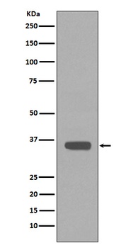 Apolipoprotein E APOE Monoclonal Antibody