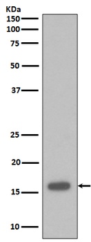 p16 INK Monoclonal Antibody
