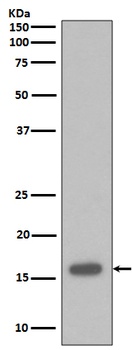 Anti-p16 INK Monoclonal Antibody