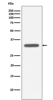 Anti-MyD88 Monoclonal Antibody