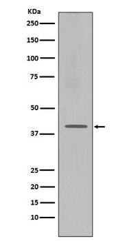 Anti-CXCR4 Monoclonal Antibody