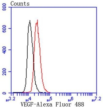 Anti-VEGF VEGFA Rabbit Monoclonal Antibody