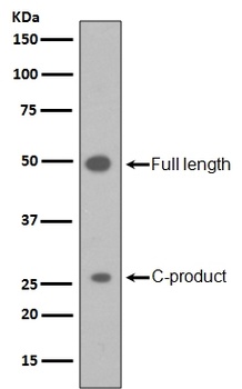 Sonic Hedgehog SHH Rabbit Monoclonal Antibody