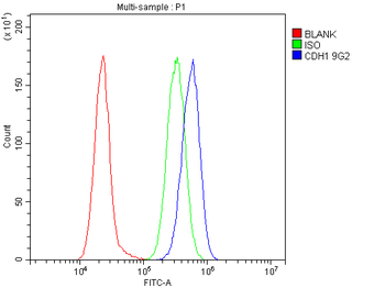 Anti-E Cadherin 1 CDH1 Antibody (monoclonal, 9G2)
