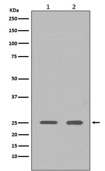 HMGB1/Hmg 1 Rabbit Monoclonal Antibody