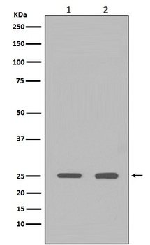 Anti-HMGB1/Hmg 1 Rabbit Monoclonal Antibody
