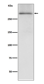 Anti-Dystrophin DMD Rabbit Monoclonal Antibody