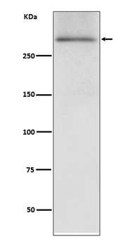 Dystrophin DMD Rabbit Monoclonal Antibody