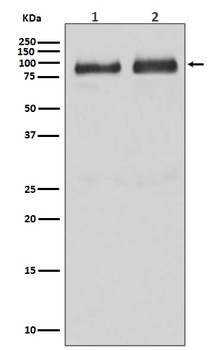 Anti-B Raf Rabbit Monoclonal Antibody