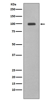Anti-Nrf2 NFE2L2 Rabbit Monoclonal Antibody