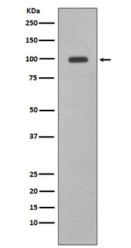 Nrf2 NFE2L2 Rabbit Monoclonal Antibody