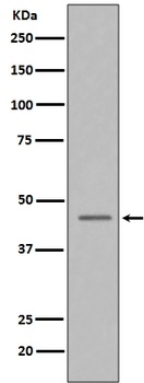 Anti-Caspase-9 CASP9 Rabbit Monoclonal Antibody