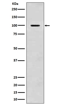 Anti-Amyloid beta A4 APP Rabbit Monoclonal Antibody