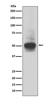 RUNX1/RUNX2/RUNX3 Rabbit Monoclonal Antibody