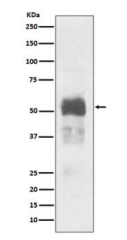 Anti-Tau MAPT Rabbit Monoclonal Antibody