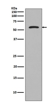 Anti-Tau MAPT Rabbit Monoclonal Antibody
