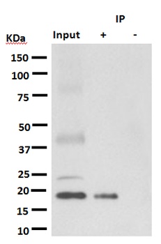 Anti-KRAS+HRAS+NRAS Rabbit Monoclonal Antibody