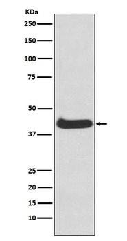 Anti-ERK1 MAPK3 Rabbit Monoclonal Antibody