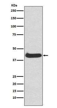 ERK1 MAPK3 Rabbit Monoclonal Antibody